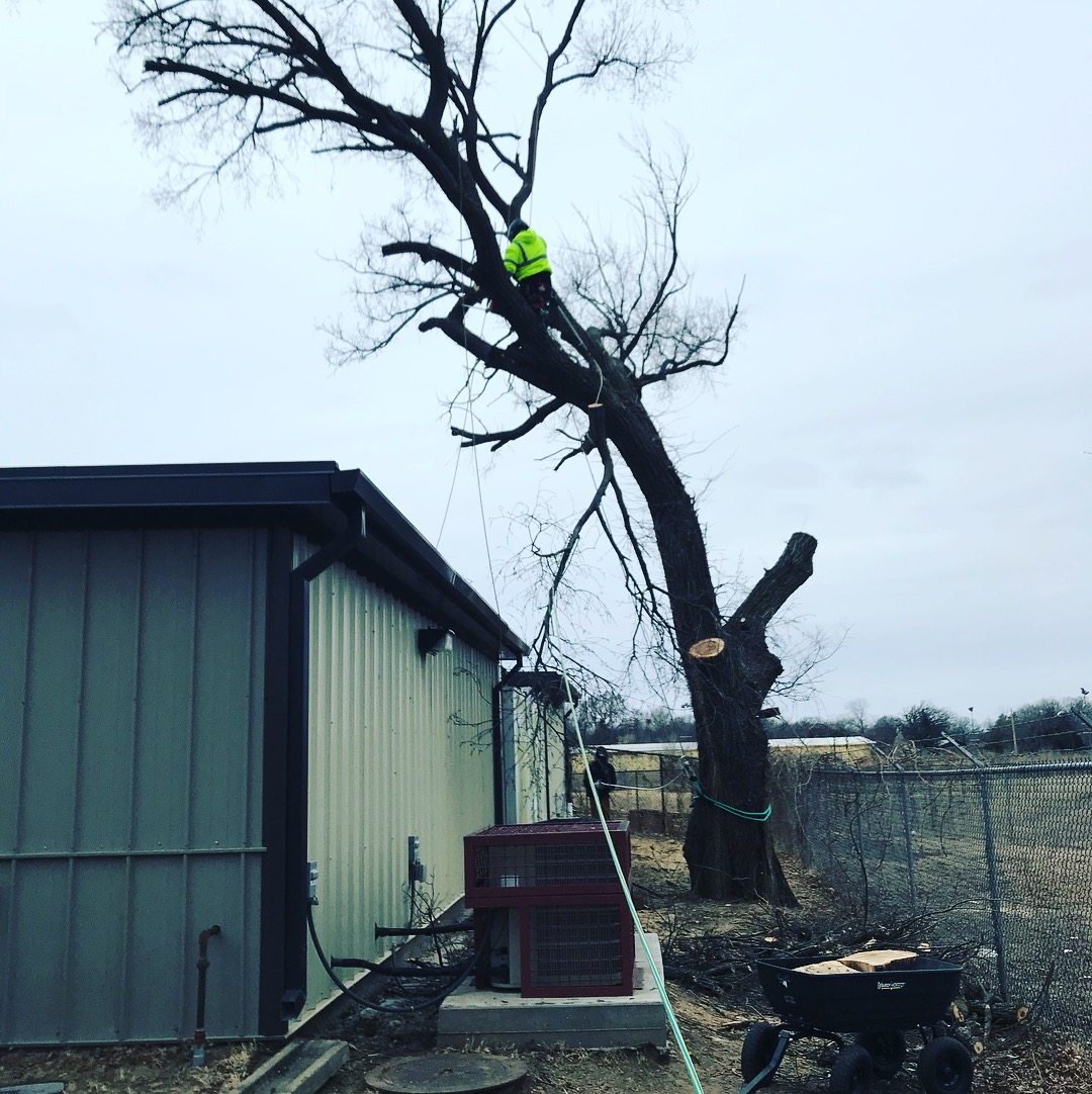 Tree Removal in Wichita, KS | C.K. Tree Service